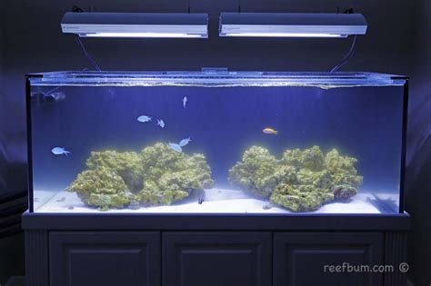 cloudy water in reef tank